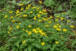 Mountain Arnica