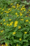 Mountain Arnica