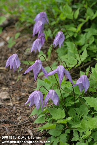 Clematis occidentalis var. dissecta
