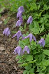 Western Blue Clematis