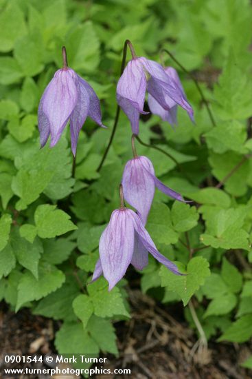 Clematis occidentalis var. dissecta