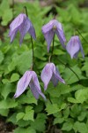 Western Blue Clematis