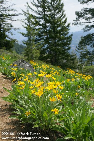 Balsamorhiza sagittata