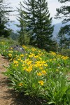 Arrowleaf Balsamroot w/ conifers bkgnd