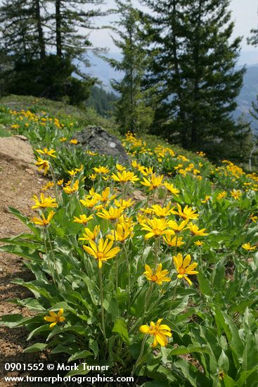 Balsamorhiza sagittata