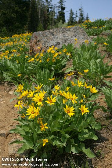 Balsamorhiza sagittata