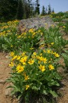 Arrowleaf Balsamroot