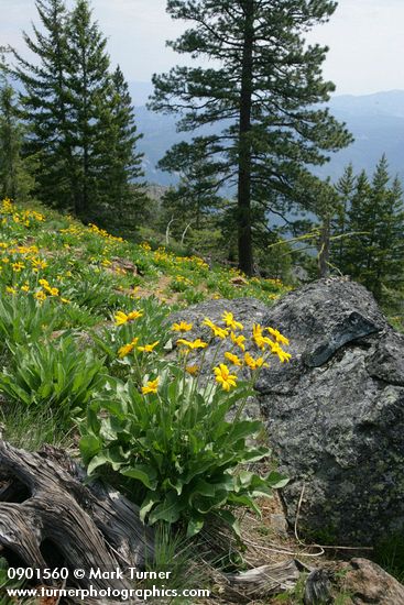 Balsamorhiza sagittata