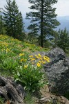 Arrowleaf Balsamroot w/ conifers bkgnd