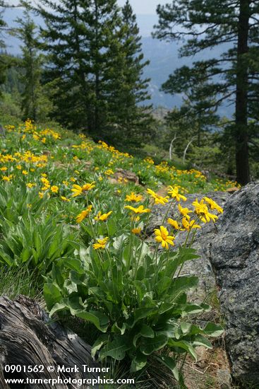 Balsamorhiza sagittata