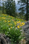 Arrowleaf Balsamroot w/ conifers bkgnd