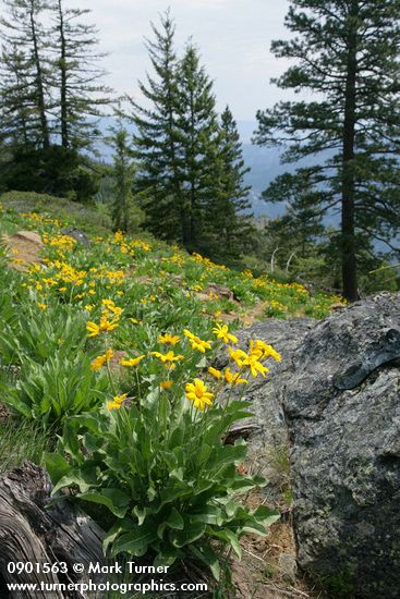 Balsamorhiza sagittata