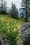 Arrowleaf Balsamroot w/ conifers bkgnd