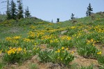 Arrowleaf Balsamroot fills subalpine meadow