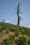 Arrowleaf Balsamroot fills subalpine meadow w/ twisted snag on horizon