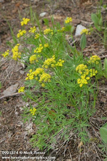 Lomatium brandegeei