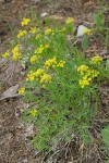 Brandegee's Desert Parsley