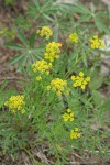 Brandegee's Desert Parsley