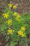 Brandegee's Desert Parsley