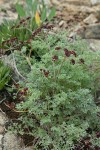 Wenatchee Desert Parsley