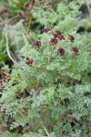 Wenatchee Desert Parsley