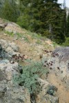 Wenatchee Desert Parsley on serpentine outcrop