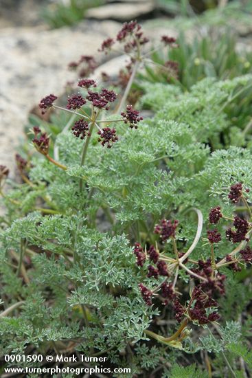 Lomatium cuspidatum