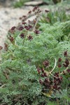 Wenatchee Desert Parsley