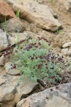 Wenatchee Desert Parsley