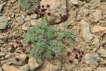 Wenatchee Desert Parsley