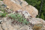 Wenatchee Desert Parsley