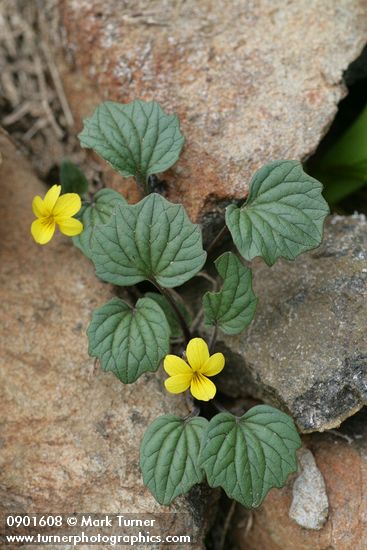 Viola purpurea