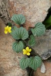 Goosefoot Violet