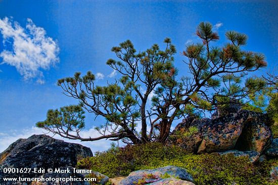 Pinus ponderosa