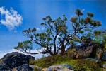 Stunted Ponderosa Pine on Wedge Mountain ridge