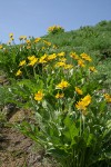 Arrowleaf Balsamroot in subalpine meadow