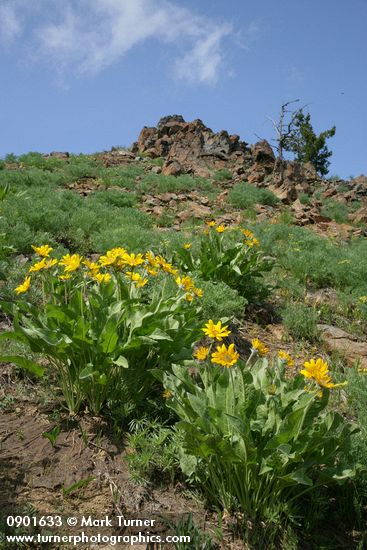 Balsamorhiza sagittata; Lomatium thompsonii