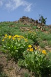 Arrowleaf Balsamroot in subalpine meadow w/ Thompson's Desert Parsley