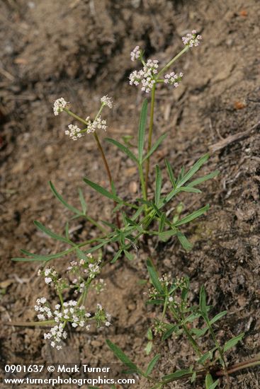 Lomatium geyeri