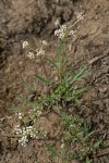 Geyer's Biscuitroot