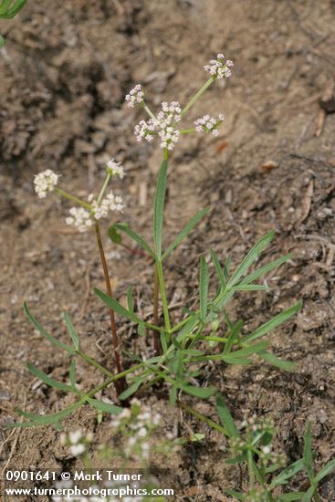 Lomatium geyeri