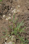 Geyer's Biscuitroot