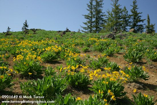 Balsamorhiza sagittata