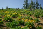 Arrowleaf Balsamroot fills subalpine meadow