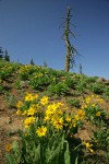 Arrowleaf Balsamroot fills subalpine meadow w/ twisted snag on horizon