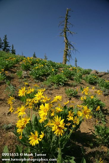 Balsamorhiza sagittata