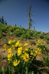 Arrowleaf Balsamroot fills subalpine meadow w/ twisted snag on horizon