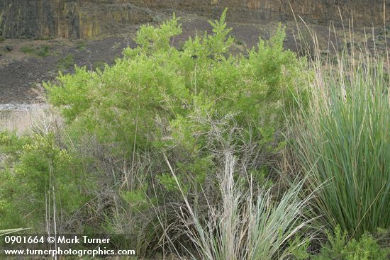 Sarcobatus vermiculatus