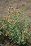 Bastard Toad-flax