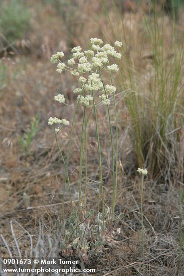 Eriogonum strictum